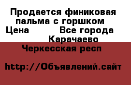 Продается финиковая пальма с горшком › Цена ­ 600 - Все города  »    . Карачаево-Черкесская респ.